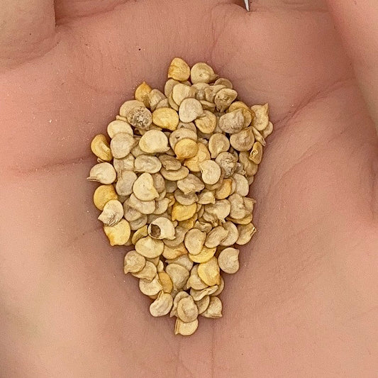 Anaheim Pepper Seeds, Mild Heirloom, Sweet Chili, Stuffing Variety, High Yield, Non-GMO, Fast Growing, Easy to Grow for Planting Indoor & Outdoor Gardening