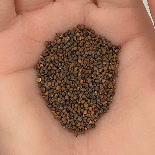 Arugula Seeds, Roquette Heirloom, Edible, Salad Greens, Fast Growing, Non-GMO, Easy to Grow for Planting Indoor & Outdoor Gardening