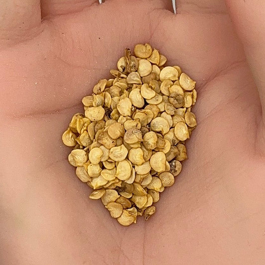 Big Jim Pepper Seeds, Hatch Chile, Heirloom, Medium Hot, Non-GMO, Fast Growing, Easy to Grow for Planting Indoor & Outdoor Gardening