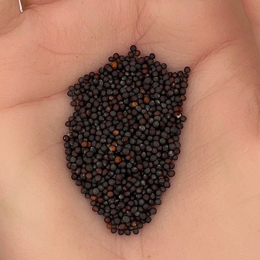 Bok Choy Seeds, Pak Choi White Stem, Stir Fry Favorite, Crisp, Non-GMO, Fast Growing, Easy to Grow for Planting Indoor & Outdoor Gardening