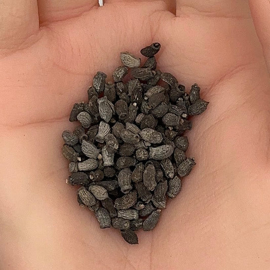 Borage Seeds, Blue Starflower, Edible Flowers, Attracts Pollinators, Non-GMO, Easy to Grow for Planting Indoor & Outdoor Gardening