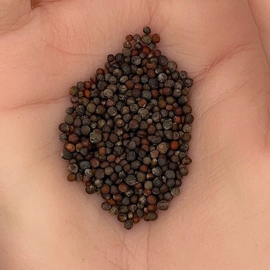 Broccoli Waltham 29 Seeds, Heirloom, Garden Favorite, High Yield, Non-GMO, Fast Growing, Easy to Grow for Planting Indoor & Outdoor Gardening