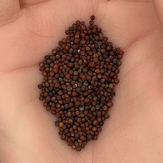 Brussel Sprouts Catskill Seeds, Heirloom, Cold Hardy, Easy to Grow, Non-GMO, Fast Growing, Easy to Grow for Planting Indoor & Outdoor Gardening