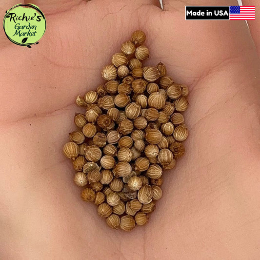 Cilantro (Coriander) Seeds – Non-GMO, Fast-Growing Aromatic Herb