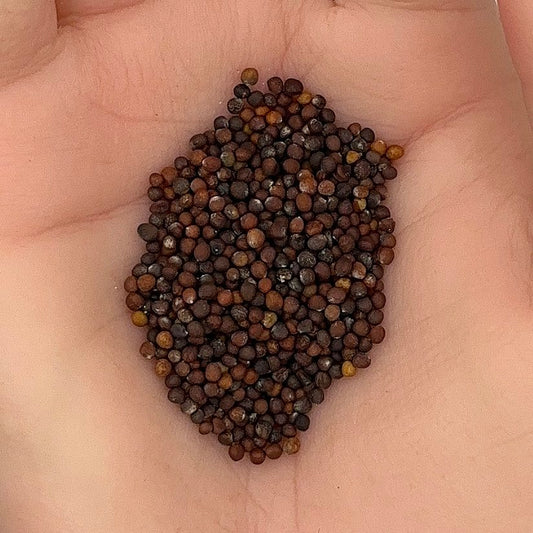 Cabbage Golden Acre Seeds, Heirloom, Garden Favorite, Non-GMO, Fast Growing, Easy to Grow for Planting Indoor & Outdoor Gardening