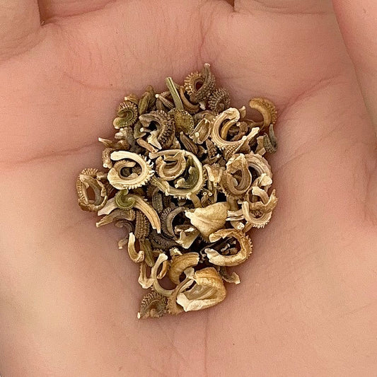 Calendula Pacific Beauty Seeds, Bright Blooms, Medicinal, Non-GMO, Easy to Grow for Planting Indoor & Outdoor Gardening