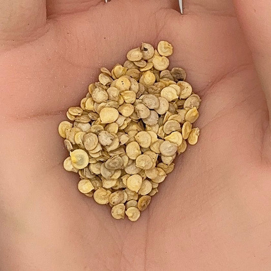 California Wonder Pepper Seeds, Sweet Bell, High Yield, Non-GMO, Fast Growing, Easy to Grow for Planting Indoor & Outdoor Gardening