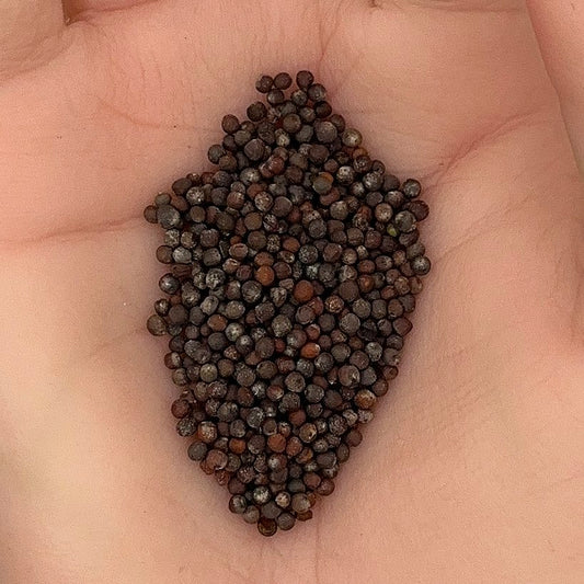 Cauliflower Snowball Seeds, Heirloom, Mild Flavor, Garden Favorite, High Yield, Non-GMO, Fast Growing, Easy to Grow for Planting Indoor & Outdoor Gardening