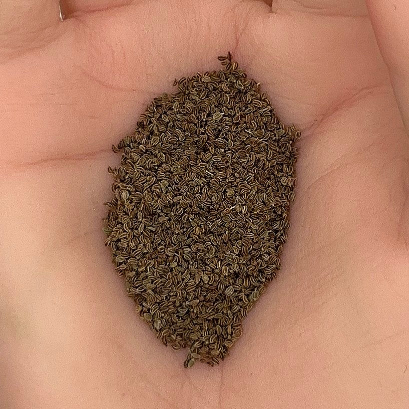 Celery Tall Utah Seeds, Heirloom, Tender Crunchy, Garden Favorite, Flavorful, Non-GMO, Fast Growing, Easy to Grow for Planting Indoor & Outdoor Gardening