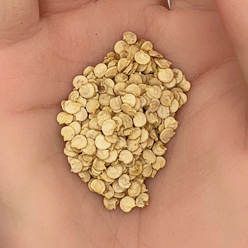 Chocolate Bell Pepper Seeds, Sweet Heirloom, Productive, Crisp Texture, Non-GMO, Fast Growing, Easy to Grow for Planting Indoor & Outdoor Gardening