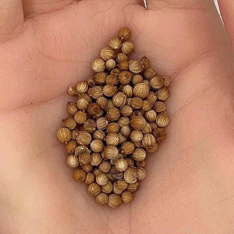 Cilantro Seeds, Coriander, Fast Growing, Aromatic, Edible Herb, Non-GMO, Easy to Grow for Planting Indoor & Outdoor Gardening