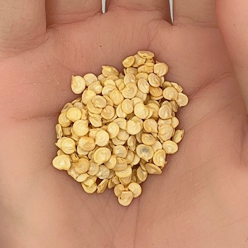Cubanelle Pepper Seeds, Heirloom, Sweet Frying, Mild Flavor, Productive Plant, Non-GMO, Fast Growing, Easy to Grow for Planting Indoor & Outdoor Gardening