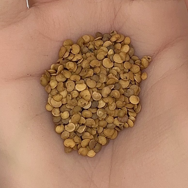 Eggplant Black Beauty Seeds, Heirloom, High Yield, Garden Favorite, Non-GMO, Fast Growing, Easy to Grow for Planting Indoor & Outdoor Gardening