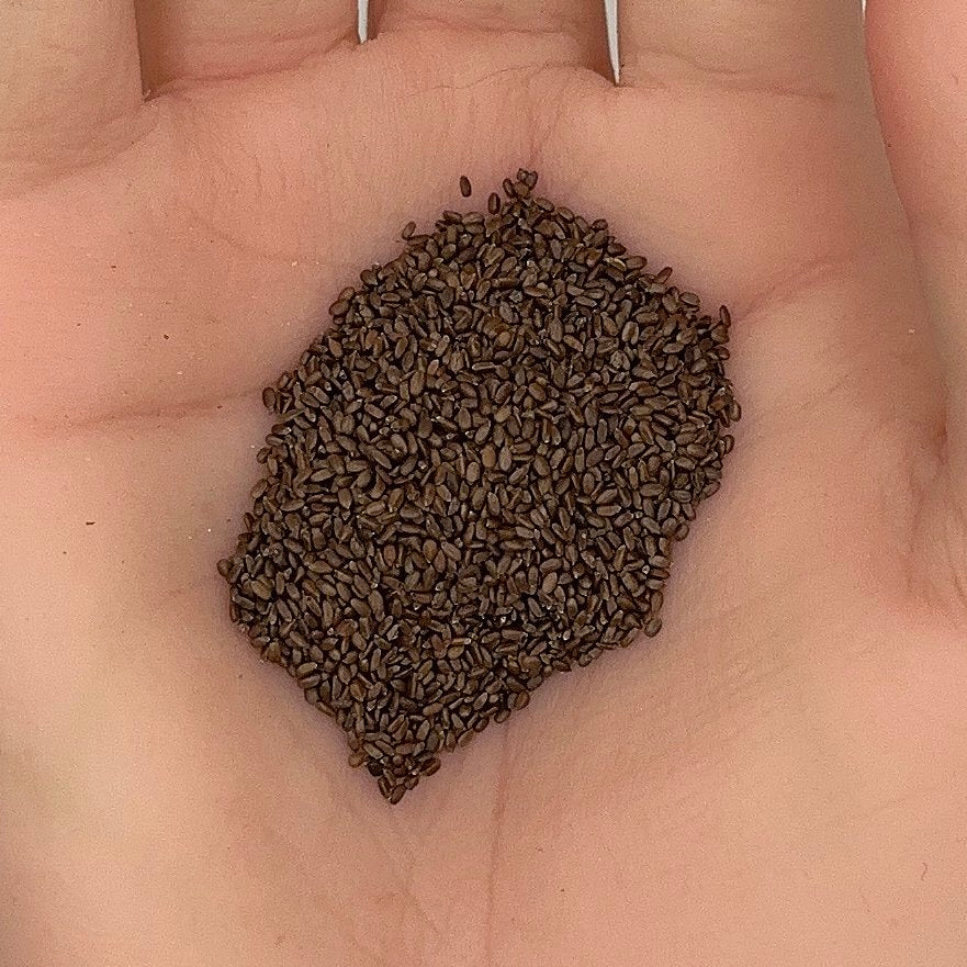 Lemon Mint Seeds, Monarda Citriodora, Herbal Tea, Attracts Bees, Non-GMO, Easy to Grow for Planting Indoor & Outdoor Gardening