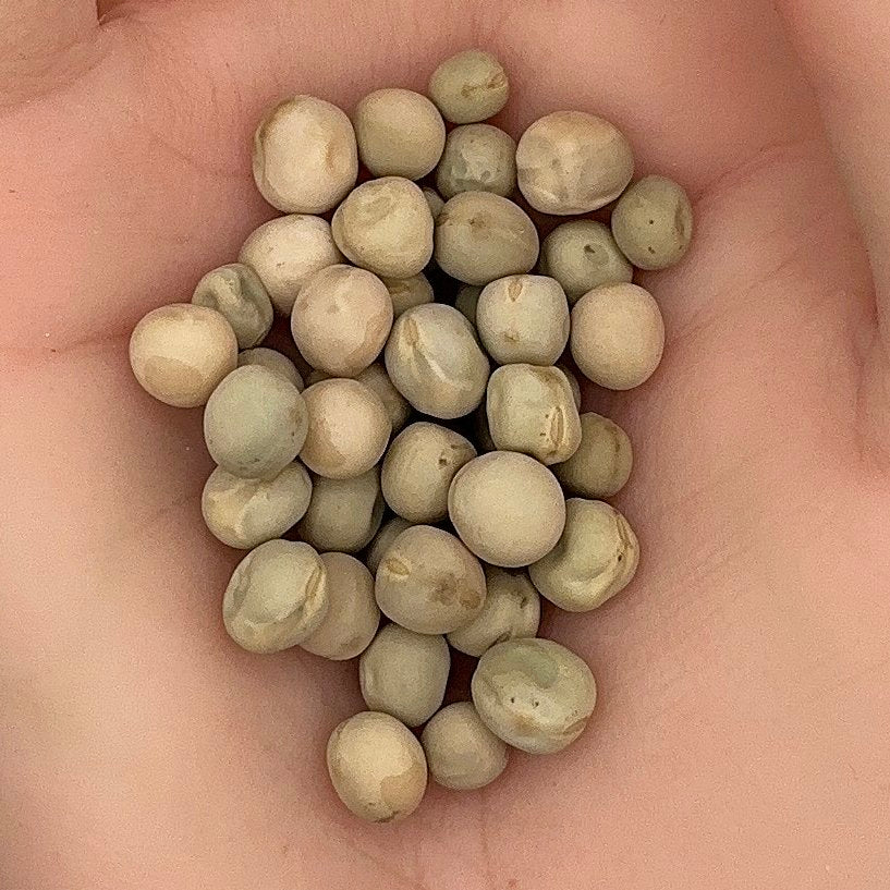Pea Oregon Sugar Pod Seeds,Crisp Pods, High Yield & Hardy, Tender Snow, Non-GMO, Fast Growing, Easy to Grow for Planting Indoor & Outdoor Gardening