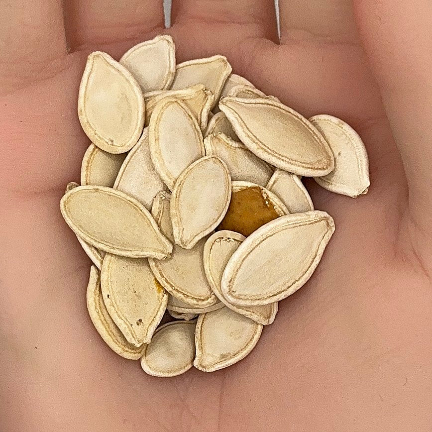 Pumpkin Connecticut Field Seeds, Heirloom, Traditional Pumpkin, Non-GMO, Fast Growing, Easy to Grow for Planting Indoor & Outdoor Gardening