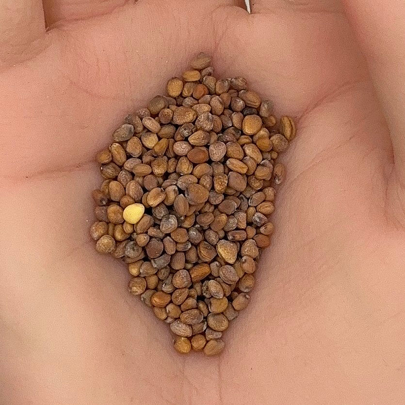 Radish Cherry Belle Seeds, Heirloom, Crisp, Non-GMO, Fast Growing, Easy to Grow for Planting Indoor & Outdoor Gardening