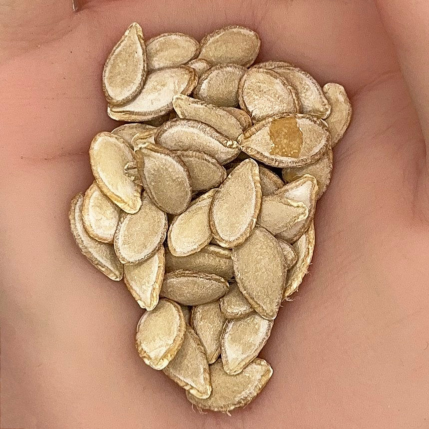 Squash Butternut Seeds, Heirloom, Sweet & Nutty Flavor, Non-GMO, Fast Growing, Easy to Grow for Planting Indoor & Outdoor Gardening