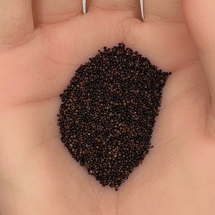 Thyme Seeds, German Winter, Heirloom, Fragrant, Medicinal Herb, Non-GMO, Easy to Grow for Planting Indoor & Outdoor Gardening