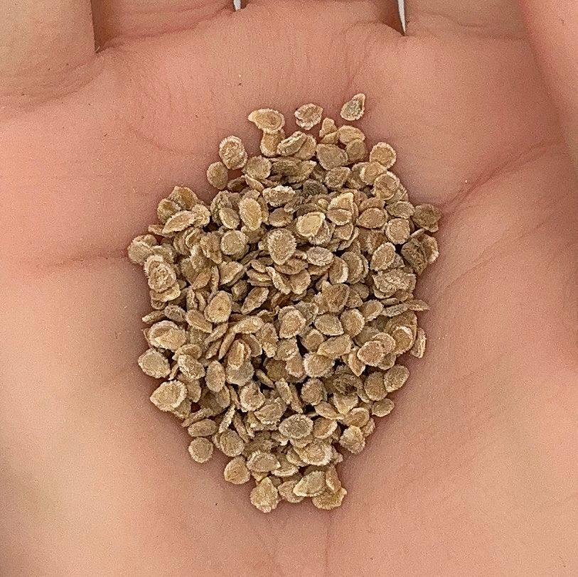 Tomato Roma VF Seeds, Heirloom, Rich Flavor, Meaty & Flavorful, Non-GMO, Fast Growing, Easy to Grow for Planting Indoor & Outdoor Gardening