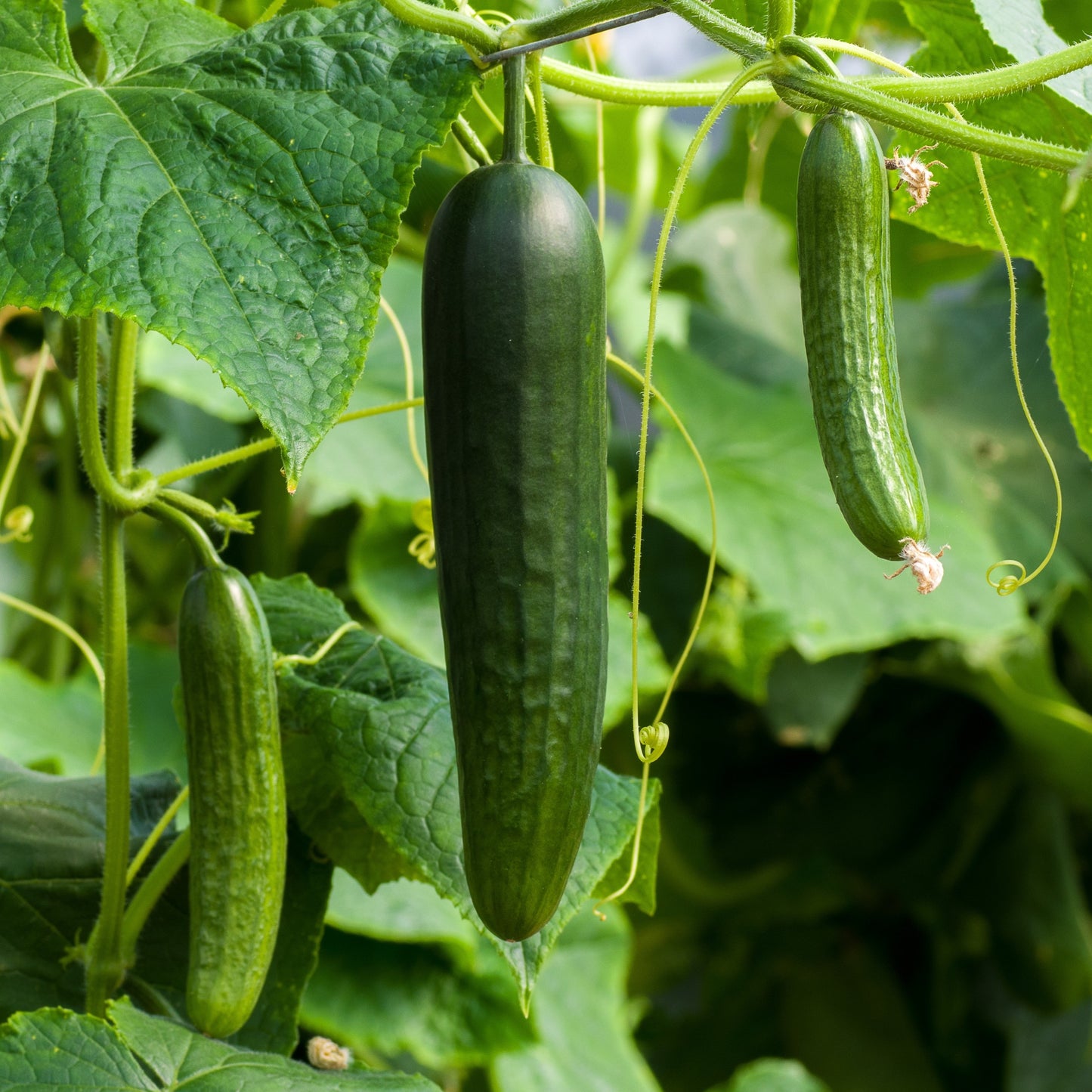 Cucumber Marketer Seeds, Heirloom, High Yield, Disease Resistant, Non-GMO, Fast Growing, Easy to Grow for Planting Indoor & Outdoor Gardening