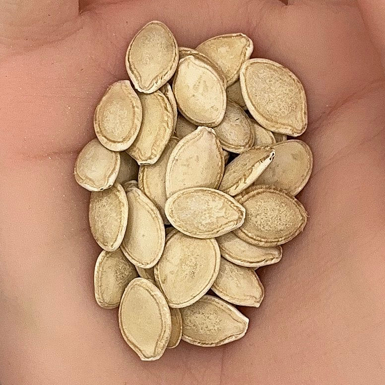 Zucchini Dark Green Seeds, Heirloom, High Yield, Non-GMO, Fast Growing, Easy to Grow for Planting Indoor & Outdoor Gardening