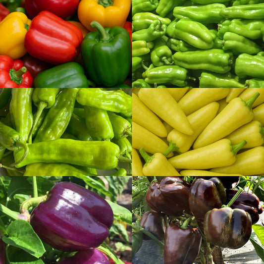 6 Sweet Pepper Collection 300+ Seeds, Non-GMO, Fast Growing, Easy to Grow for Planting Indoor & Outdoor Gardening