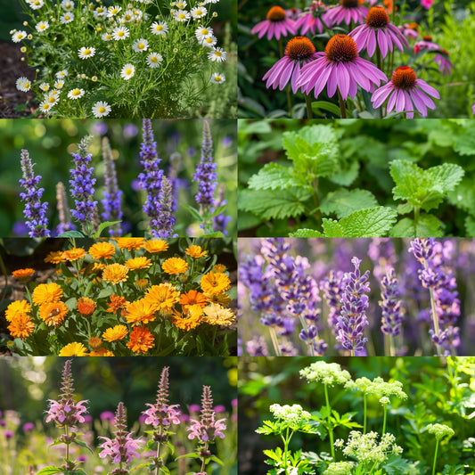 8 Medicinal Herb Collection 1800+ Seeds, Non-GMO, Fast Growing, Easy to Grow for Planting Indoor & Outdoor Gardening
