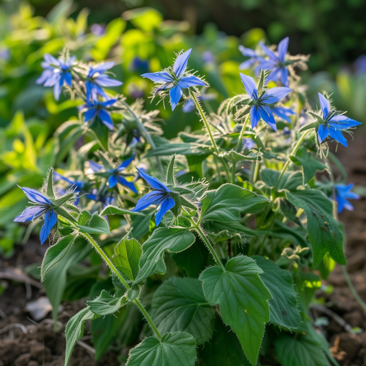 Borage Seeds, Blue Starflower, Edible Flowers, Attracts Pollinators, Non-GMO, Easy to Grow for Planting Indoor & Outdoor Gardening
