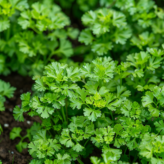 Chervil Curled Seeds, French Parsley, Herb, Fine Leaves, Mild Flavor, Non-GMO, Easy to Grow for Planting Indoor & Outdoor Gardening