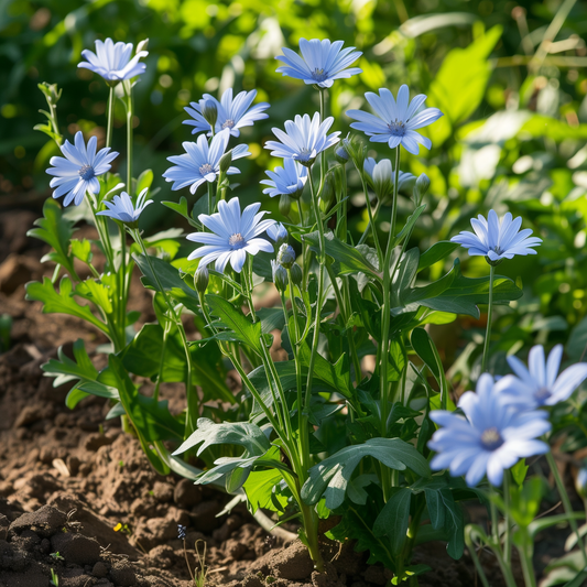 Chicory Seeds, Italian Heirloom, Perennial Herb, Drought Tolerant, Non-GMO, Easy to Grow for Planting Indoor & Outdoor Gardening