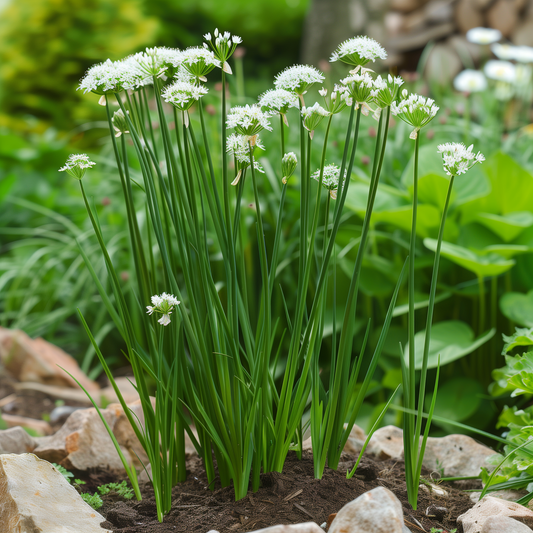 Chives Seeds, Garlic Chives, Edible Herb, High Yield, Non-GMO, Easy to Grow for Planting Indoor & Outdoor Gardening