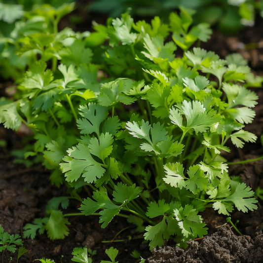 Cilantro Seeds, Coriander, Fast Growing, Aromatic, Edible Herb, Non-GMO, Easy to Grow for Planting Indoor & Outdoor Gardening