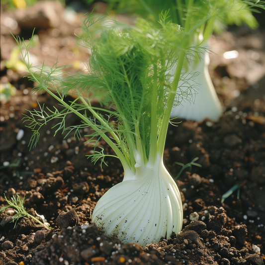 Fennel Seeds, Florence Heirloom, Medicinal, Edible, Aromatic, Non-GMO, Easy to Grow for Planting Indoor & Outdoor Gardening