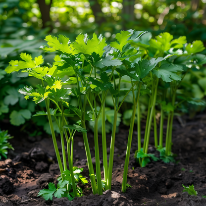 Lovage Seeds, Heirloom Perennial, Culinary Herb, Bold Flavor, Non-GMO, Easy to Grow for Planting Indoor & Outdoor Gardening
