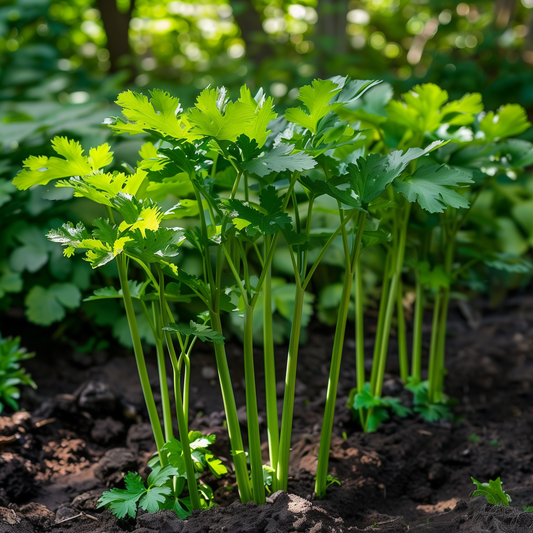 Lovage Seeds, Heirloom Perennial, Culinary Herb, Bold Flavor, Non-GMO, Easy to Grow for Planting Indoor & Outdoor Gardening