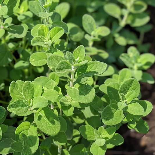 Marjoram Seeds, Sweet Heirloom, Culinary, Perennial, Medicinal, Non-GMO, Easy to Grow for Planting Indoor & Outdoor Gardening