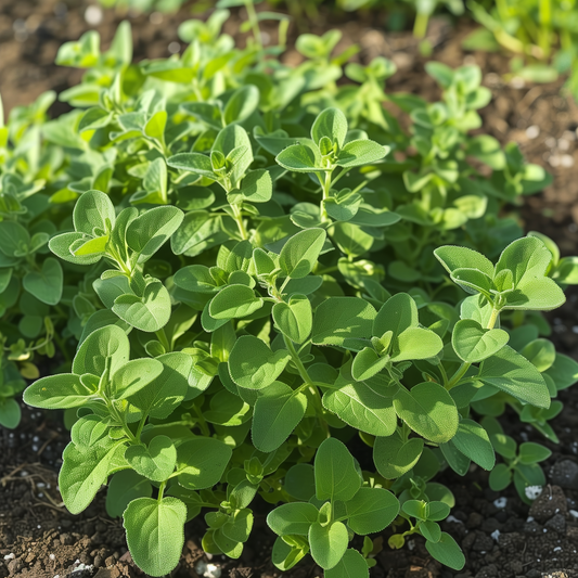 Oregano Seeds, Italian Vulgare Heirloom, Medicinal, Culinary Herb, Non-GMO, Easy to Grow for Planting Indoor & Outdoor Gardening