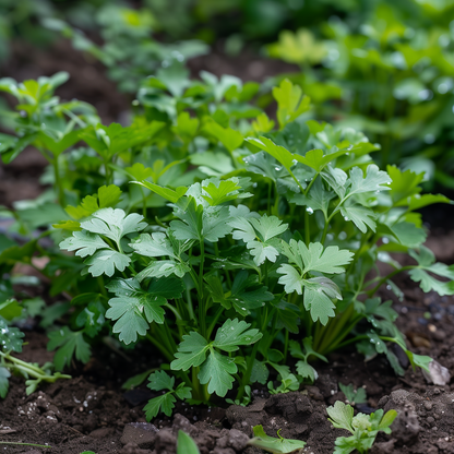 Parsley Seeds, Italian Flat Leaf, Fast Growing, Herb, Non-GMO, Easy to Grow for Planting Indoor & Outdoor Gardening
