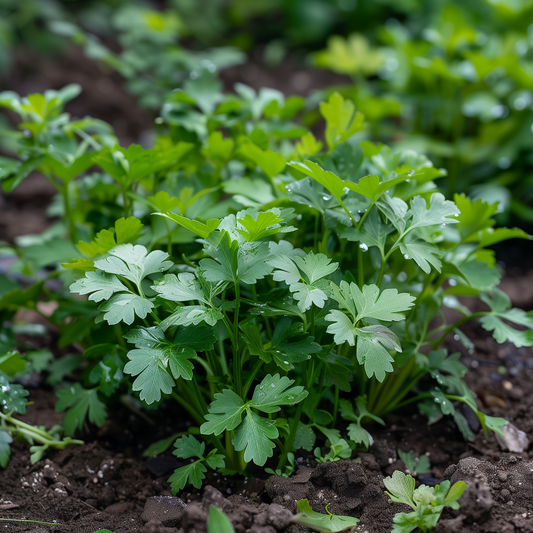 Parsley Seeds, Italian Flat Leaf, Fast Growing, Herb, Non-GMO, Easy to Grow for Planting Indoor & Outdoor Gardening