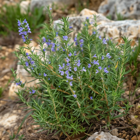 Rosemary Seeds, Heirloom Perennial, Fragrant Herb, Edible, Medicinal, Non-GMO, Easy to Grow for Planting Indoor & Outdoor Gardening