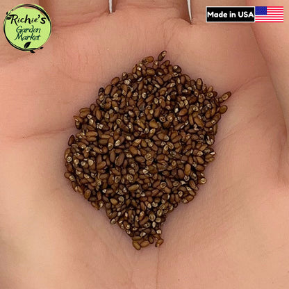 Rosemary Seeds – Non-GMO, Fragrant Perennial Herb