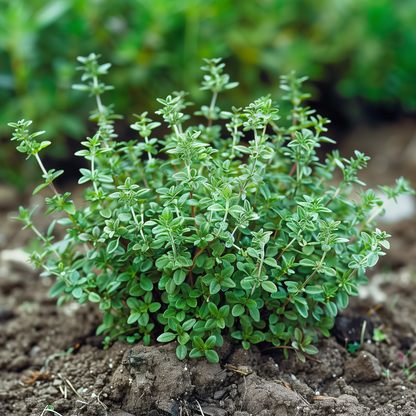 Thyme Seeds, German Winter, Heirloom, Fragrant, Medicinal Herb, Non-GMO, Easy to Grow for Planting Indoor & Outdoor Gardening