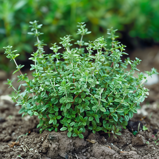 Thyme Seeds, German Winter, Heirloom, Fragrant, Medicinal Herb, Non-GMO, Easy to Grow for Planting Indoor & Outdoor Gardening