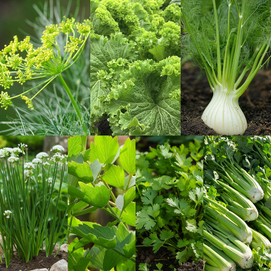 Canning & Pickling Herb Seeds Set, Classic 7-Variety, Non-GMO, Fast Growing, Easy to Grow for Planting Indoor & Outdoor Gardening