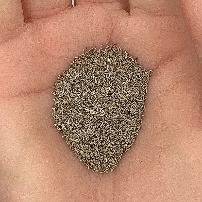 Chamomile Seeds, German Heirloom, Medicinal, Herbal, Easy to Grow, Non-GMO, Easy to Grow for Planting Indoor & Outdoor Gardening