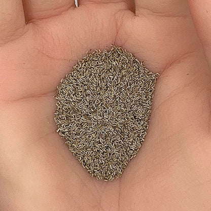Chamomile Seeds, German Heirloom, Medicinal, Herbal, Easy to Grow, Non-GMO, Easy to Grow for Planting Indoor & Outdoor Gardening