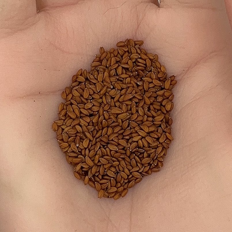 Cress Curled Peppergrass Seeds, Tangy Greens, Microgreen, Salad Use, Non-GMO, Easy to Grow for Planting Indoor & Outdoor Gardening