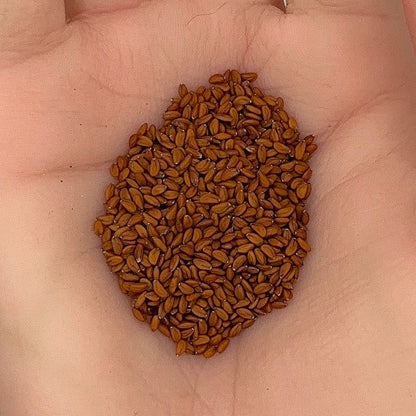 Cress Curled Peppergrass Seeds, Tangy Greens, Microgreen, Salad Use, Non-GMO, Easy to Grow for Planting Indoor & Outdoor Gardening
