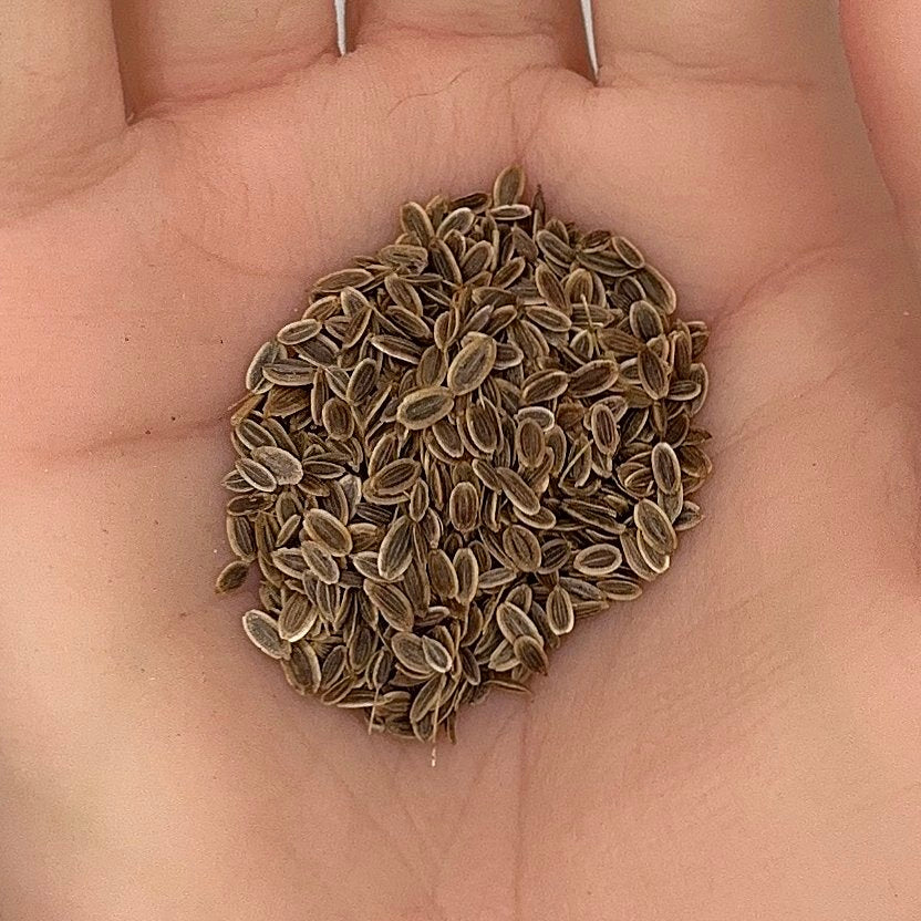 Dill Seeds, Bouquet Heirloom, Edible, Aromatic, High Yield, Non-GMO, Easy to Grow for Planting Indoor & Outdoor Gardening